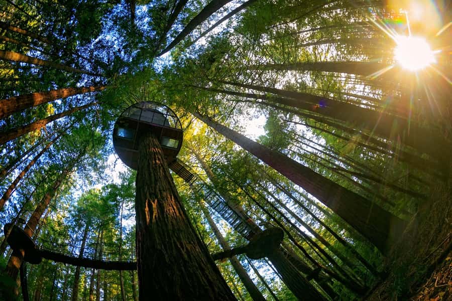 Auckland: Rotorua Highlights with Redwoods Treewalk & Spa - Why Rotorua from Auckland feels like a perfect day trip