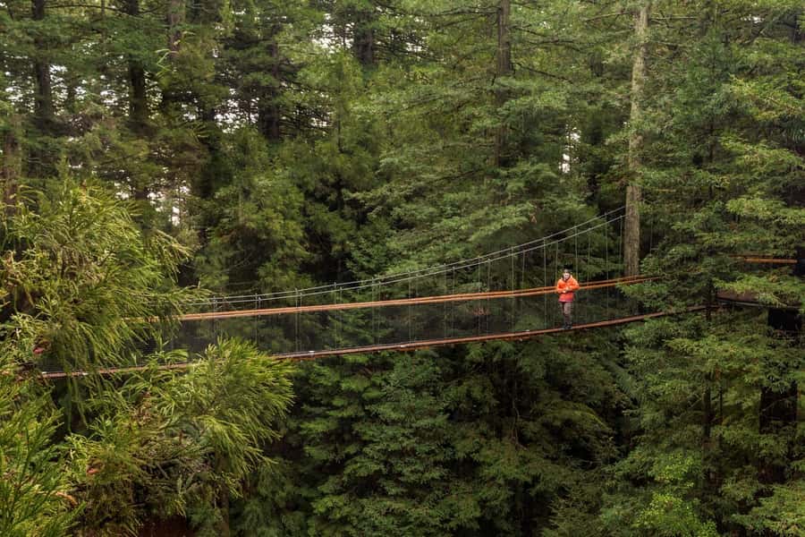 Auckland: Rotorua Highlights with Redwoods Treewalk & Spa - Tīrau’s corrugated iron fun stop (and why it works)