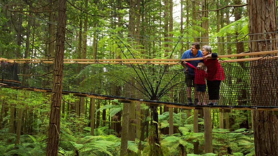 Auckland: Rotorua Highlights with Redwoods Treewalk & Spa - Redwoods Treewalk: suspended bridges above the forest floor