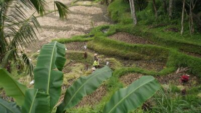 Bali: Sacred Water Temple Ritual and Balinese Healing Spa - The Melukat ritual: what purification means and what you’ll actually do