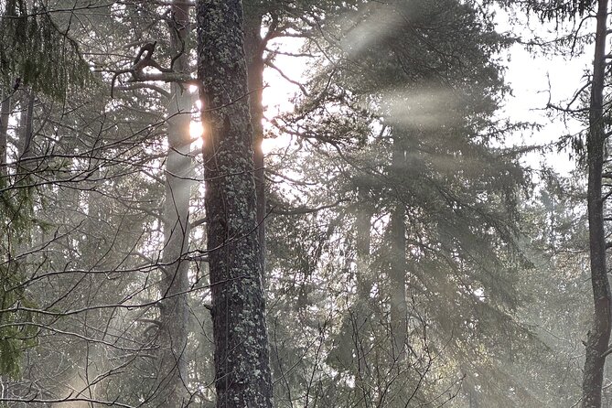 Icebathing and Sauna, Forest Hike and Fireplace Lunch - Private - Price and Value: Why $294.95 Can Make Sense