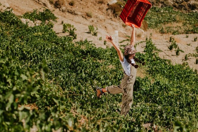 Ikaria Longevity, Family Winery & Wellness - Price and Value: Is $196.52 Worth It?