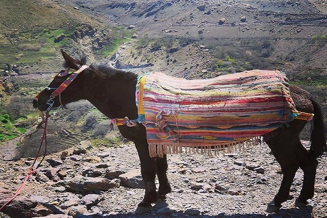 Special Excursion & Lunch at Kasbah Du Toubkal INCLUDING Mule Ride and Hammam - More village time after lunch: more tea, more daily life