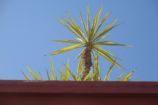 Yoga and Wellness Half-Day in an Authentic Marrakech Riad - Price and Value: What $110.34 Buys You in a Marrakech Wellness Morning